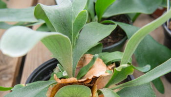 Overwatered Staghorn Fern