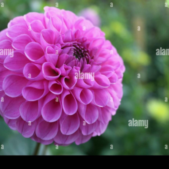 Flowers That Look Like Balls