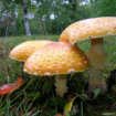 Edible Mushrooms in Alabama