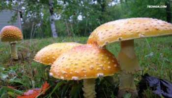 Edible Mushrooms in Alabama