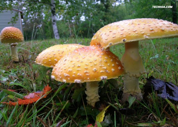 Edible Mushrooms in Alabama