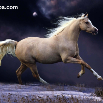 Horses